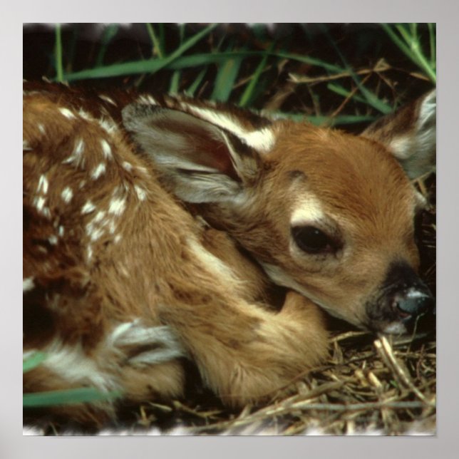 Poster du Cerf de Bébé (Devant)