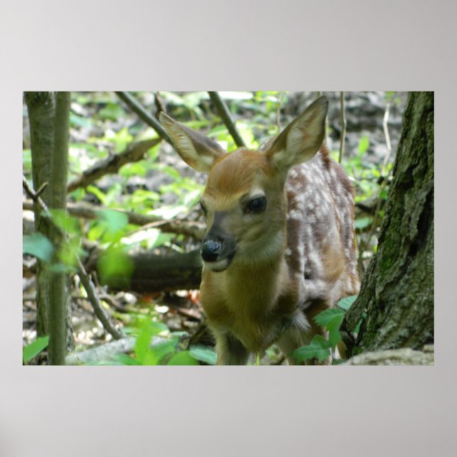Poster du cerf de Virginie (dans les bois) (Devant)