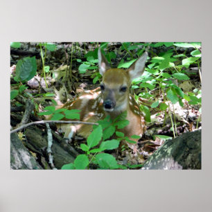 Poster du cerf de Virginie dans Woods