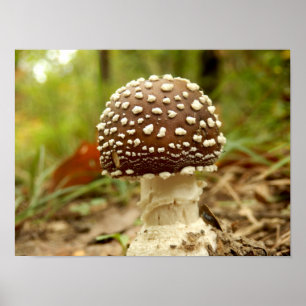 Poster du champignon Casquette Panther
