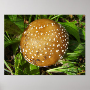 Poster du champignon Casquette Panther