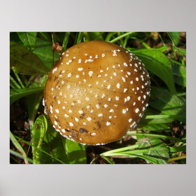 Poster du champignon Casquette Panther (Devant)