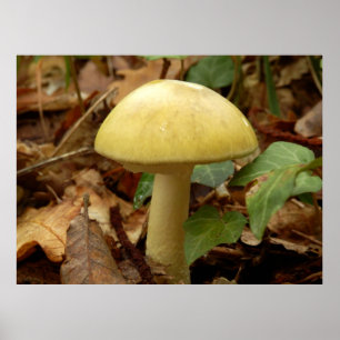 Poster du champignon Deathcap