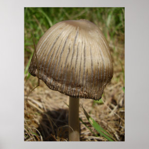 Poster du champignon Inkcap