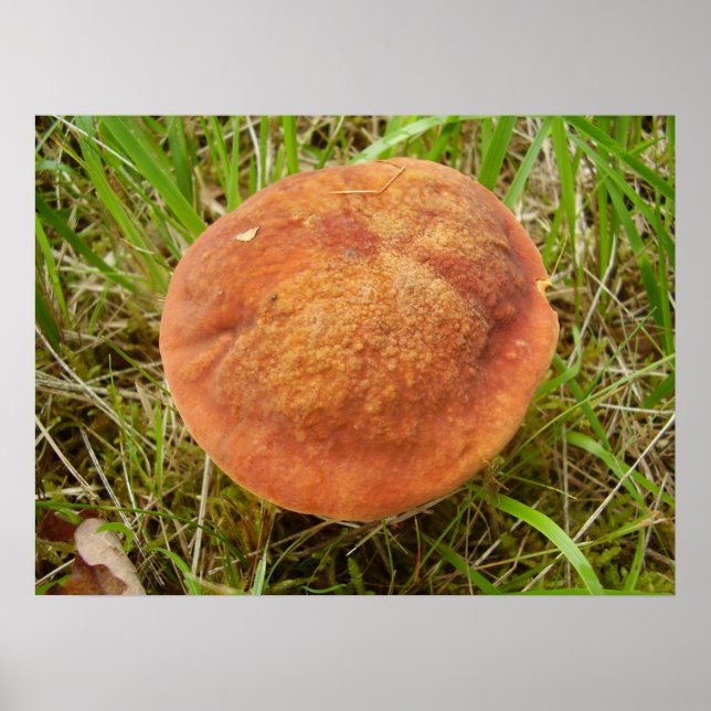 Poster du champignon Ruby Bolete (Devant)