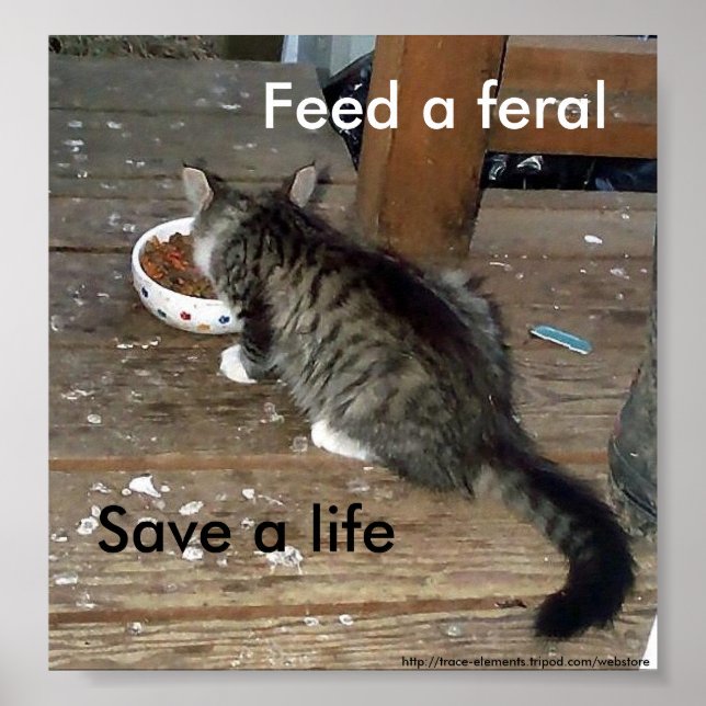 Poster du chaton ferial "Nourrir une fête, sauver  (Devant)