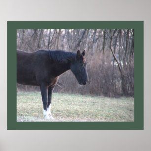 Poster du cheval