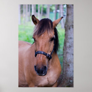 Poster du cheval