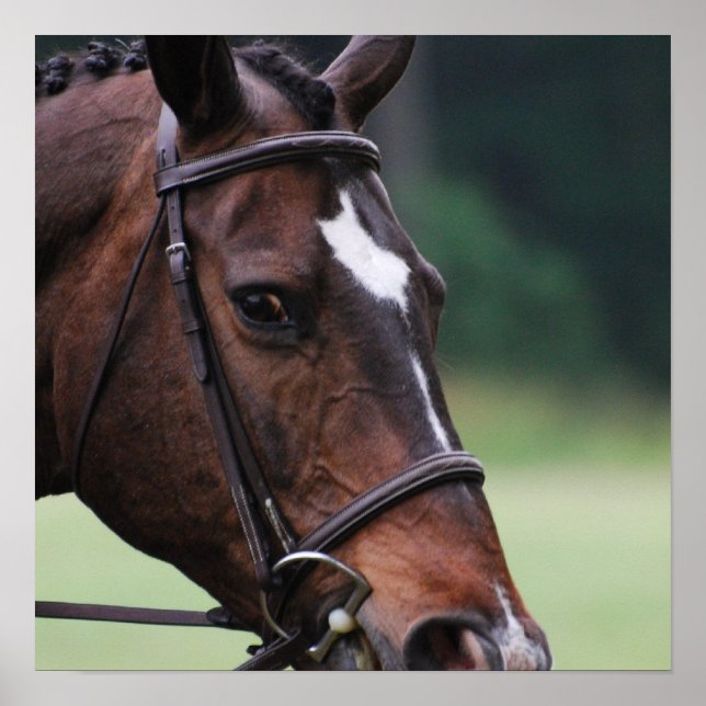 Poster du Cheval Arabe blanc sur le visage (Devant)