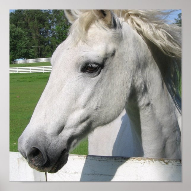 Poster du Cheval Blanc Imprimer (Devant)