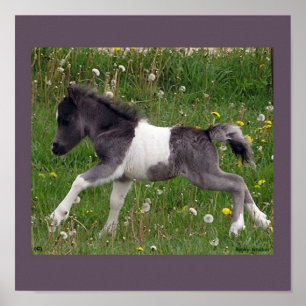 Poster du Cheval de Bébé #2