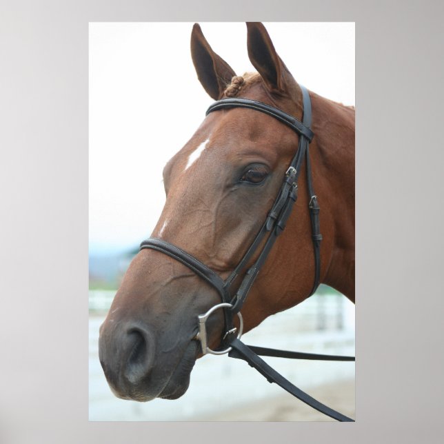 Poster du Cheval du Quartier (Devant)