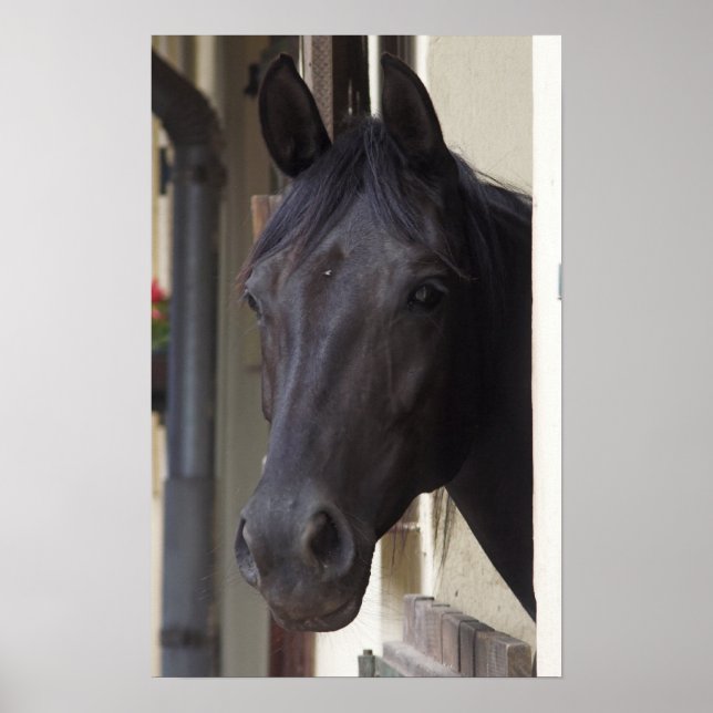 Poster du cheval Friesen Thoroughbred (Devant)