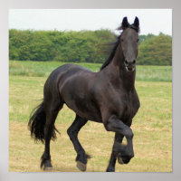 Poster du cheval friésien