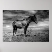 Poster du Cheval Noir