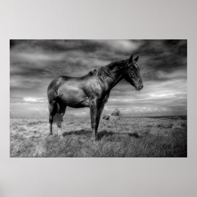 Poster du Cheval Noir (Devant)