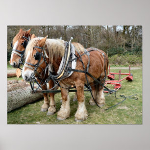 Poster du Cheval Shire