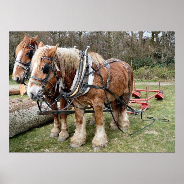 Poster du Cheval Shire (Devant)
