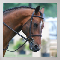 Poster du Cheval Sweet Morgan