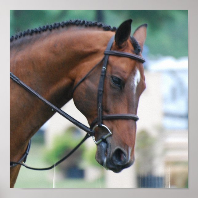 Poster du Cheval Sweet Morgan (Devant)