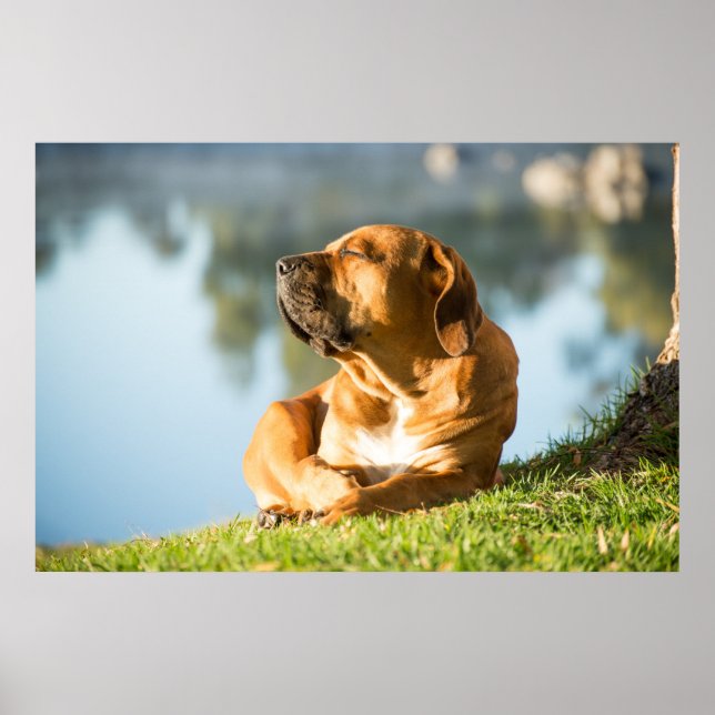 Poster du chien Boerboel (Devant)