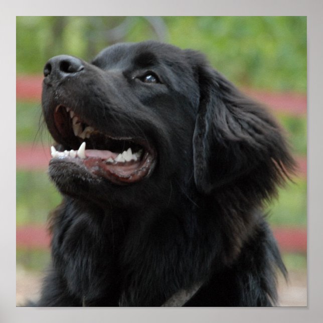Poster du chien de Terre-Neuve (Devant)