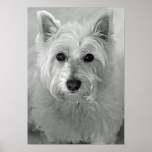 Poster du chien de Terrier (Westie) de l'Ouest des