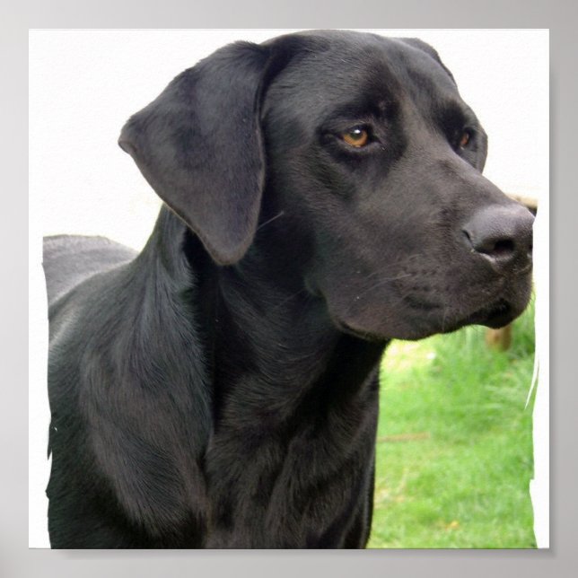Poster du chien du Labrador Retriever Imprimer (Devant)