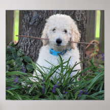 Poster du chien Goldendoodle