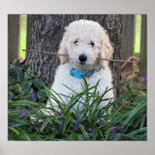 Poster du chien Goldendoodle