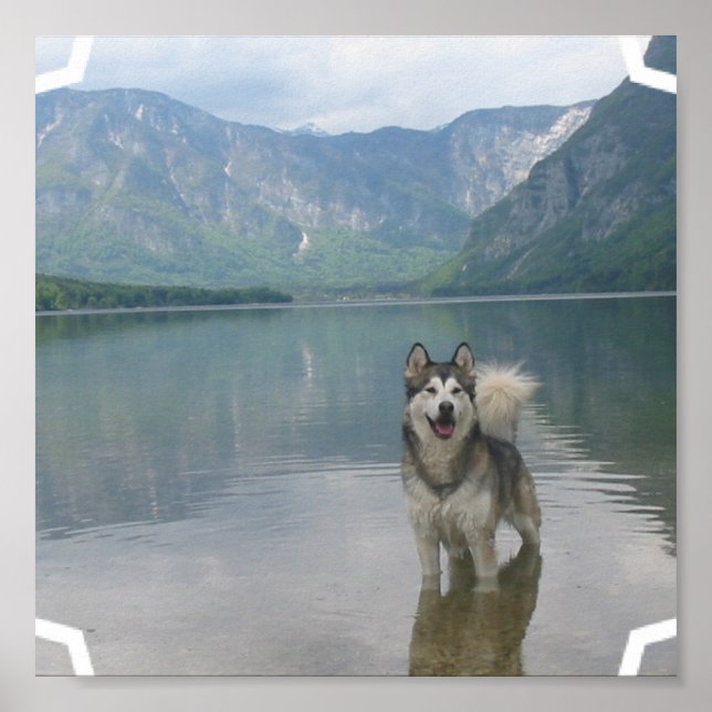 Poster du chien malamué Imprimer (Devant)