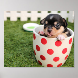 Poster du chihuahua Teacup