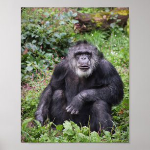Poster du chimpanzé