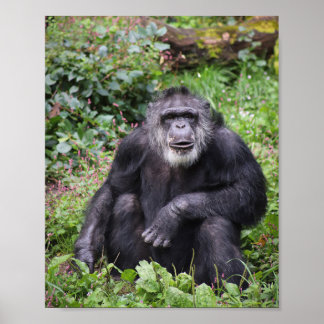 Poster du chimpanzé