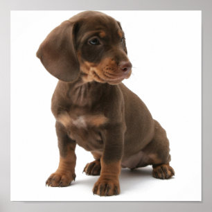 Poster du chiot Dashchund Reint