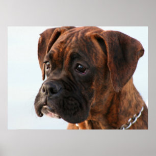 Poster du chiot de boxe