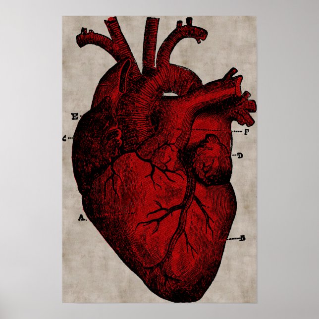 Poster du coeur humain (Devant)