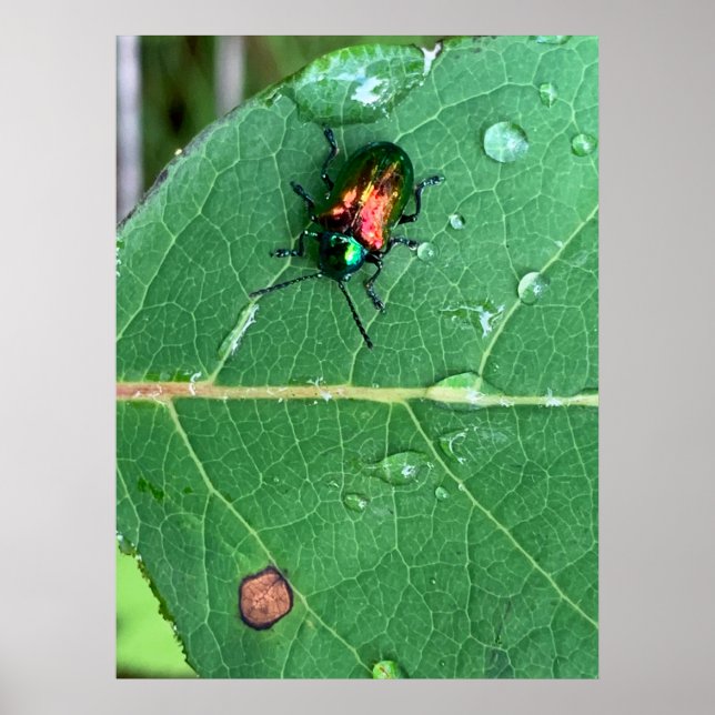 Poster du coléoptère de Chrysochus (Devant)