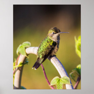 Poster du colibri au repos 16 x 20