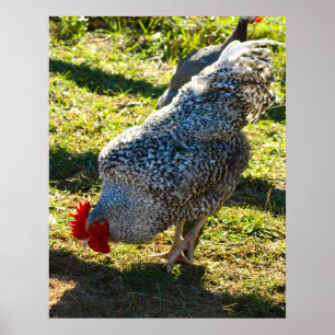 Poster du coq