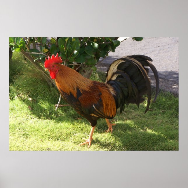 Poster du coq Kauai (Devant)