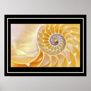 Poster du coquillage de Nautilus
