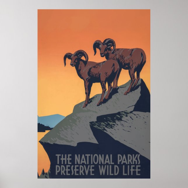 Poster du coucher de soleil du mouton de Bighorn (Devant)