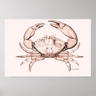 Poster du crabe ~ Crabe en pierre