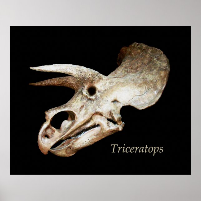 Poster du crâne Triceratops (Devant)