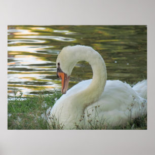 Poster du cygne assis