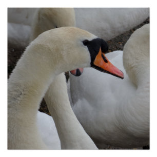 Poster du cygne blanc