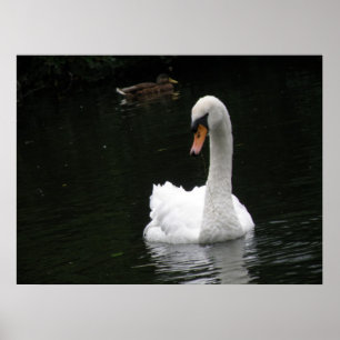 Poster du cygne blanc