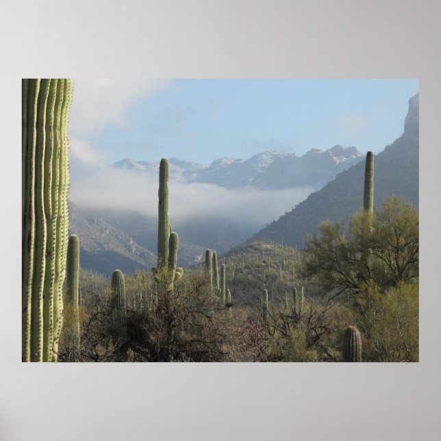 Poster du désert de Tucson (Devant)