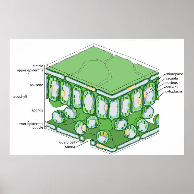 Poster du diagramme de cellules Plante de la struc (Devant)